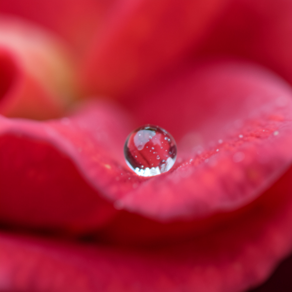 A close-up macro shot of a single dewdrop on a rose petal, s