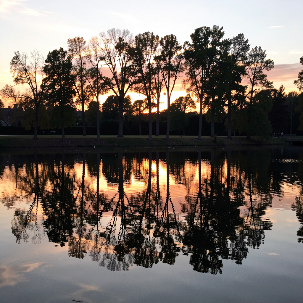 A row of trees reflected in a calm lake at sunset, with the 