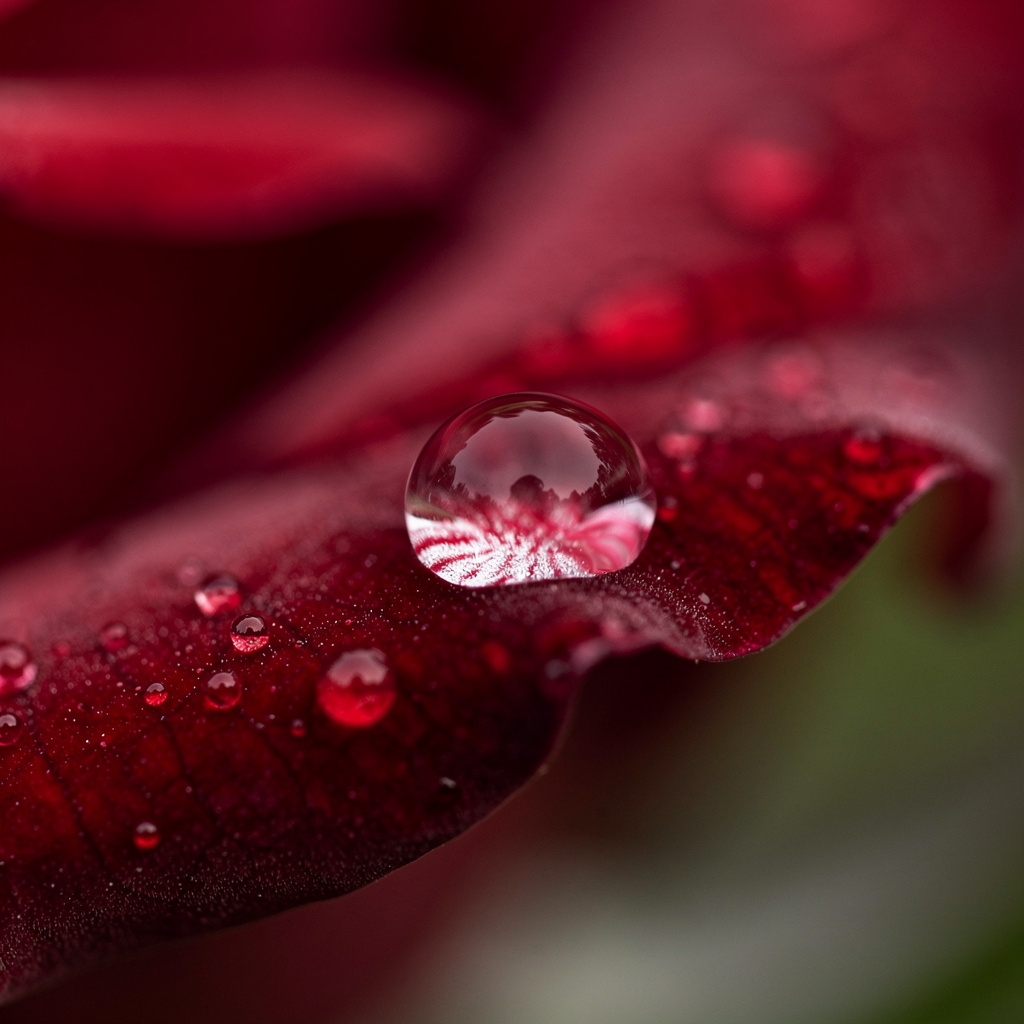A close-up macro shot of a single dewdrop on a rose petal, s