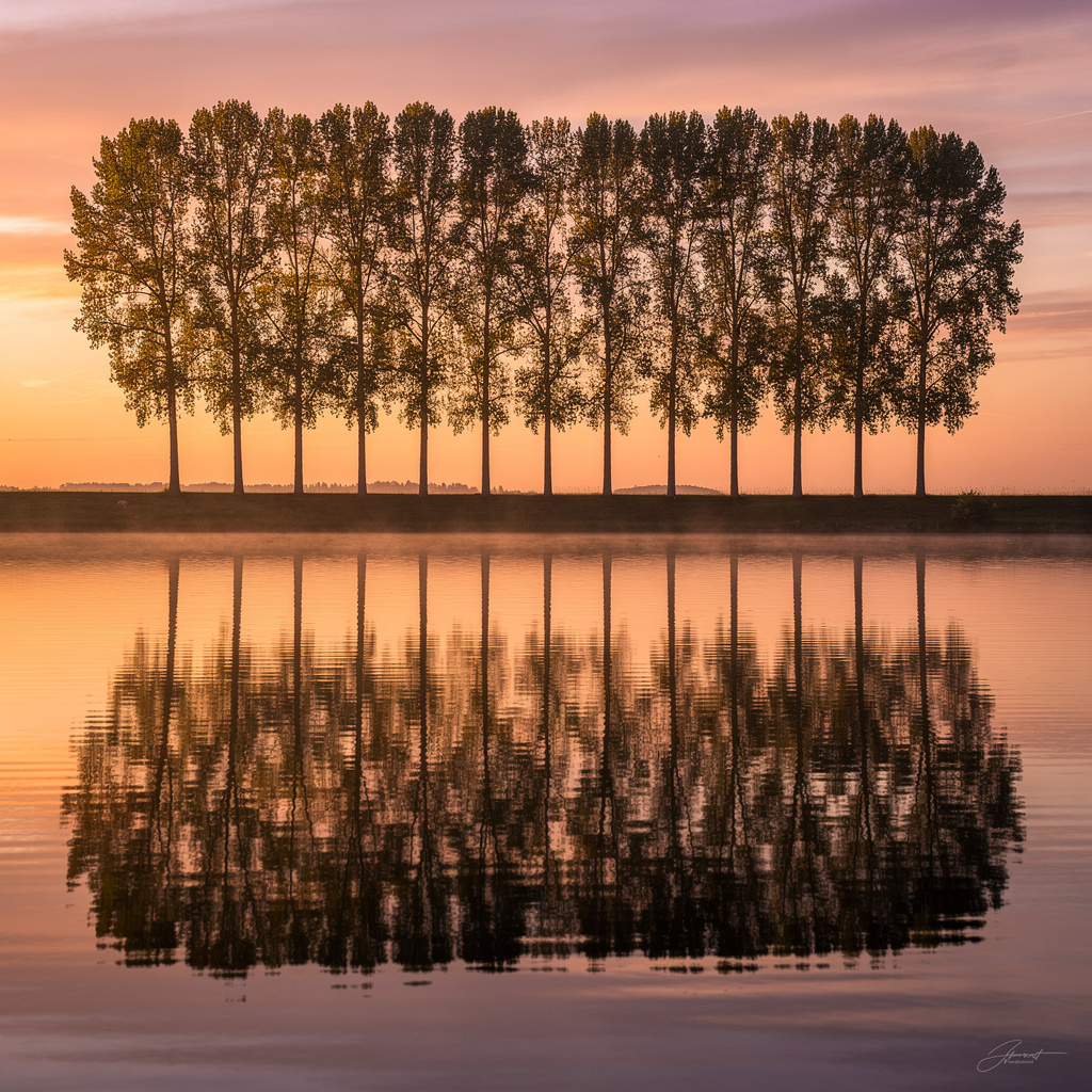 A row of trees reflected in a calm lake at sunset, with the 