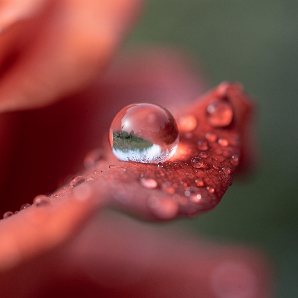 A close-up macro shot of a single dewdrop on a rose petal, s