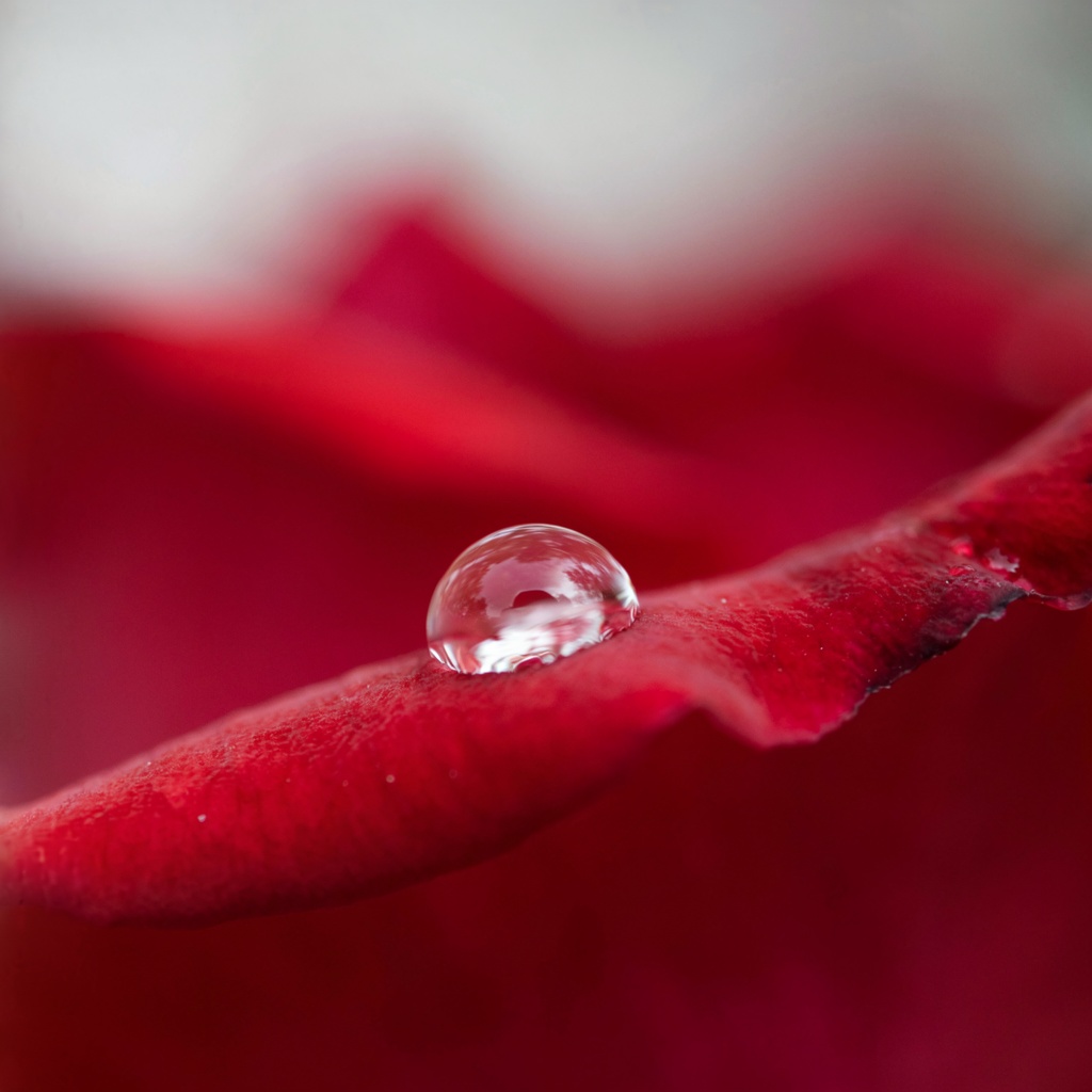 A close-up macro shot of a single dewdrop on a rose petal, s
