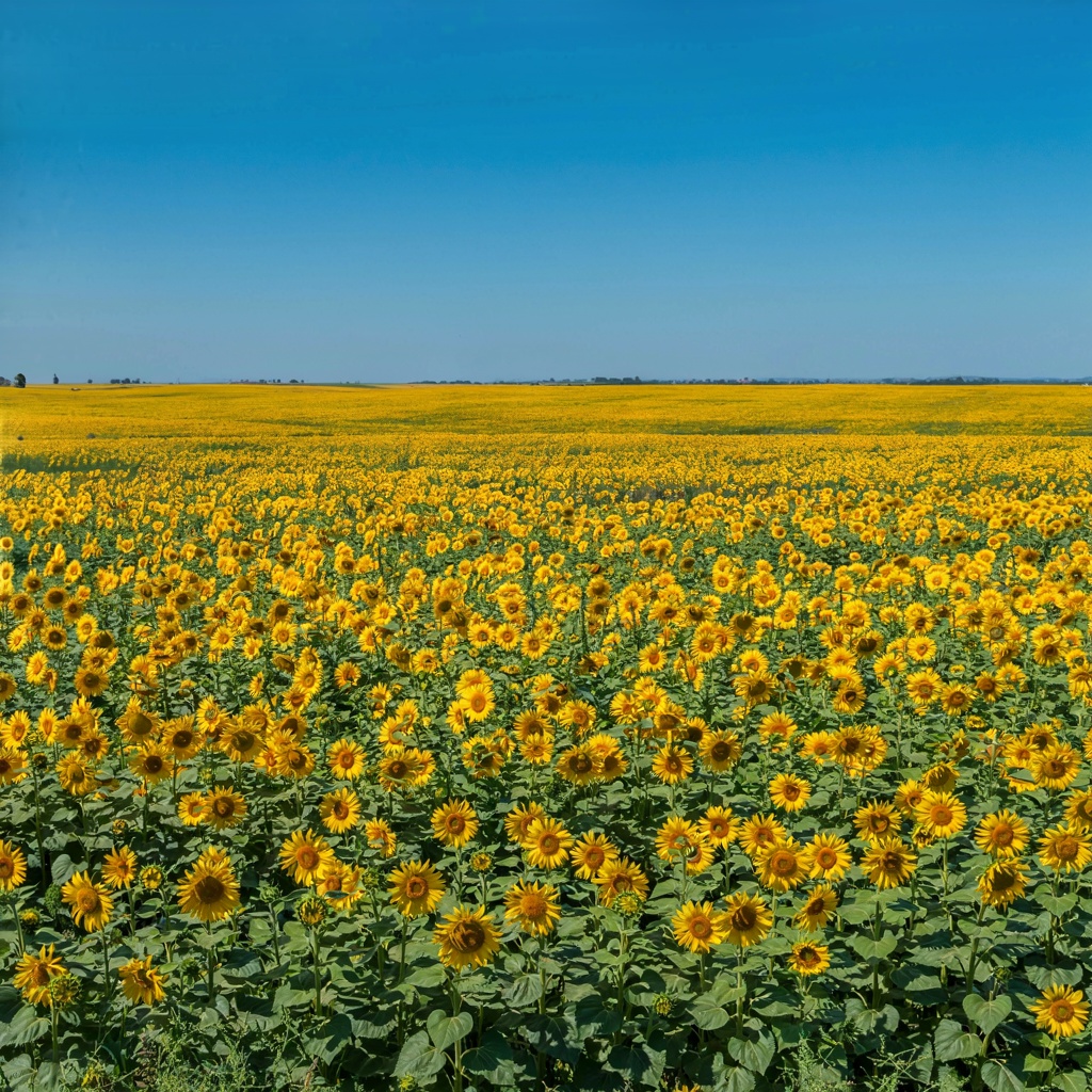 A field of pure sunflower yellow flowers under a clear blue 