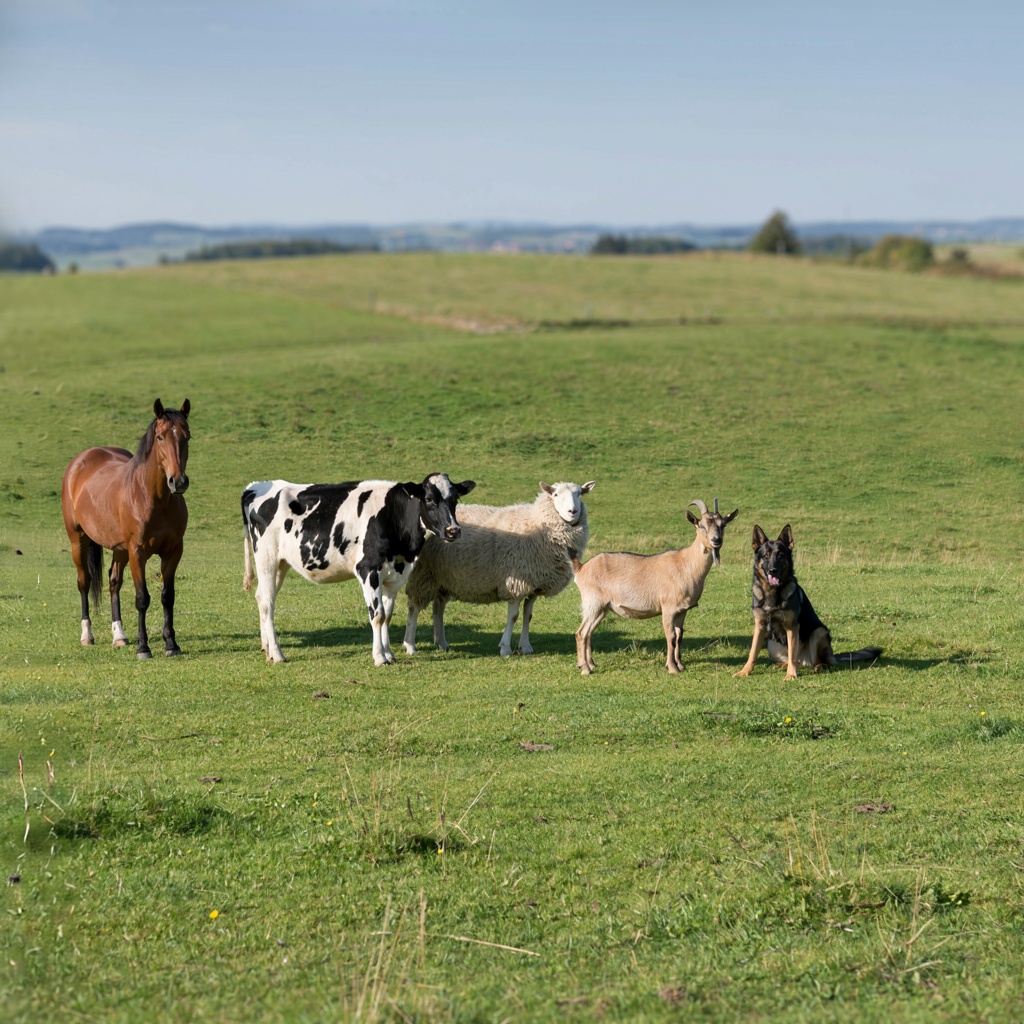 Five animals in a field: a horse on the far left, a cow to t