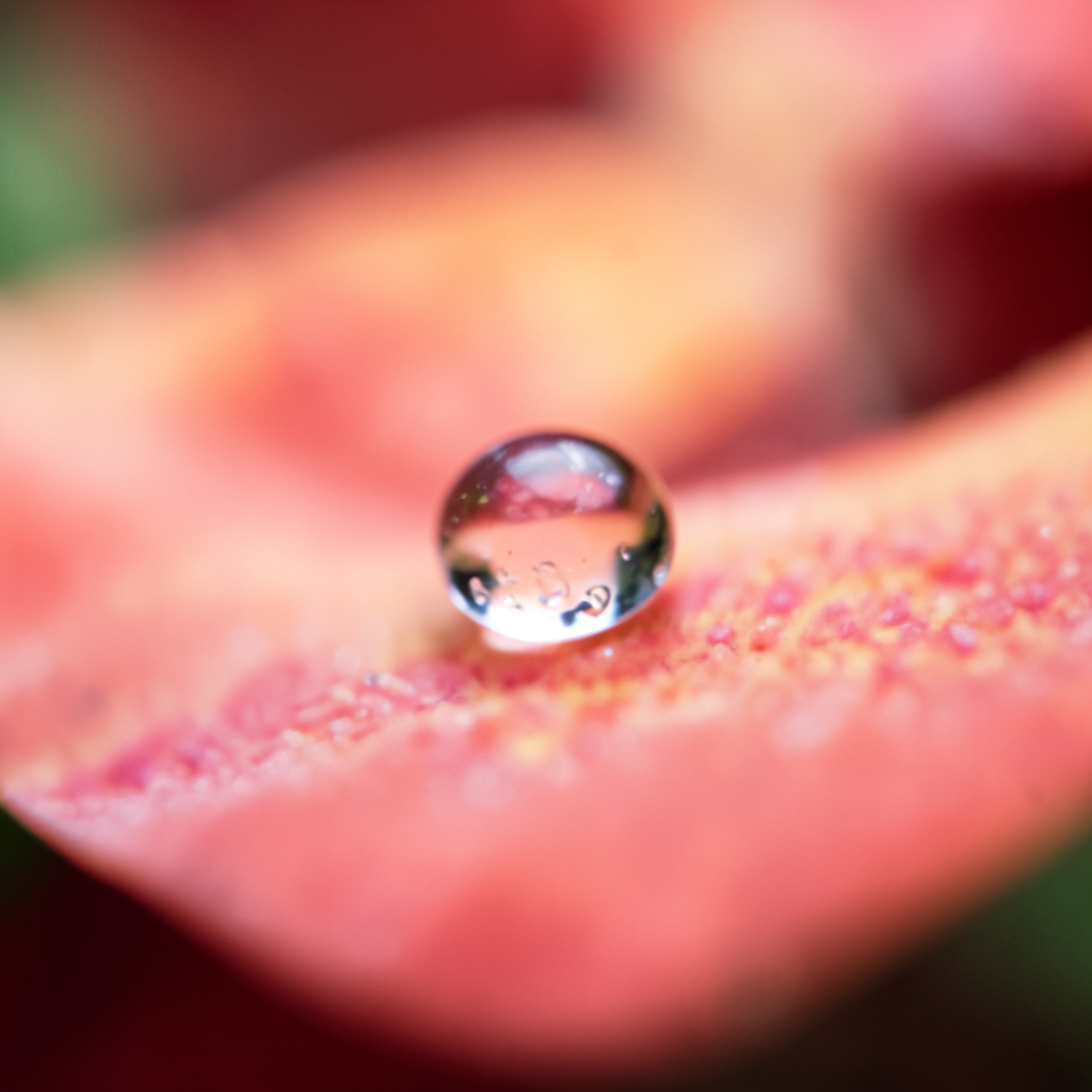 A close-up macro shot of a single dewdrop on a rose petal, s