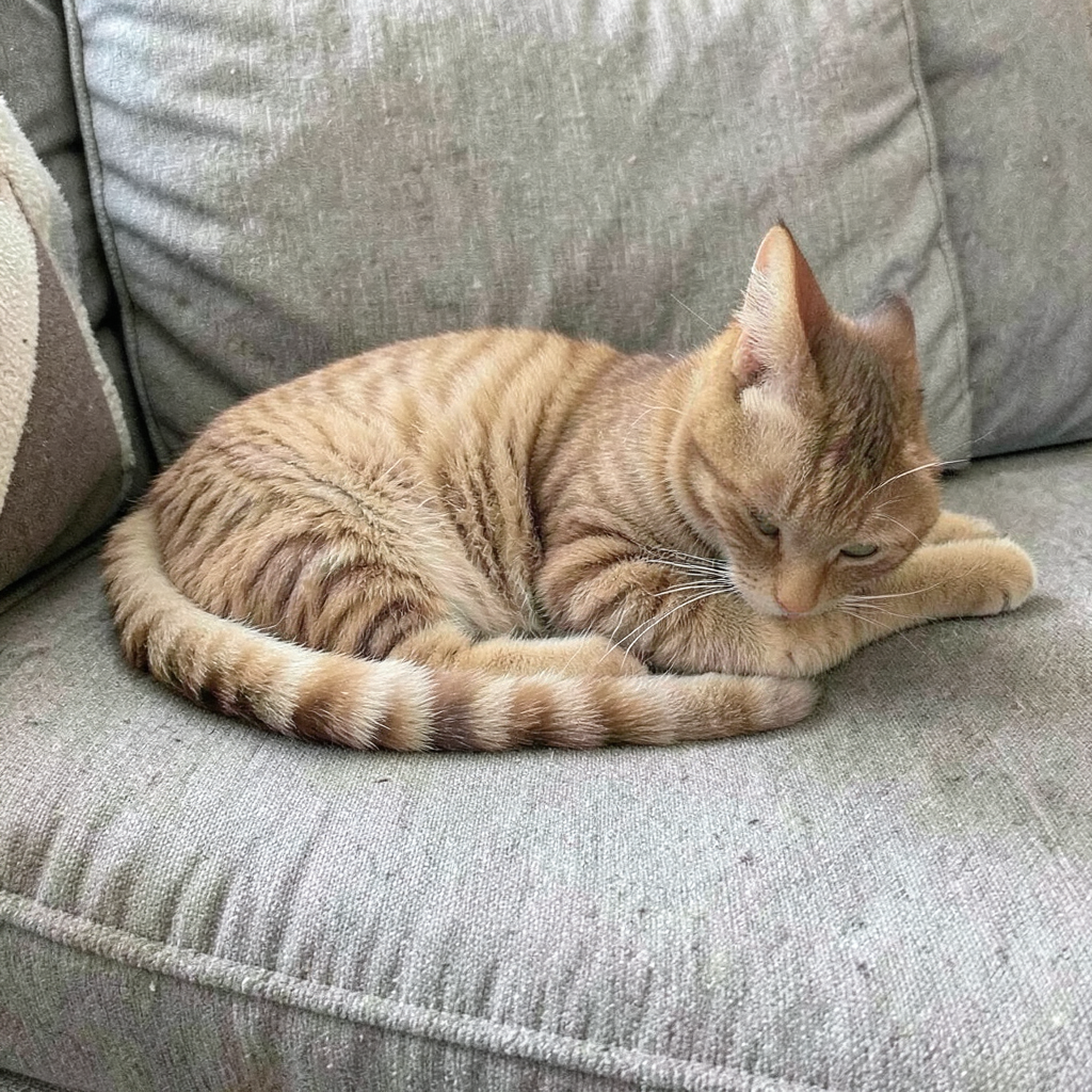 A cat lying on a couch without a collar