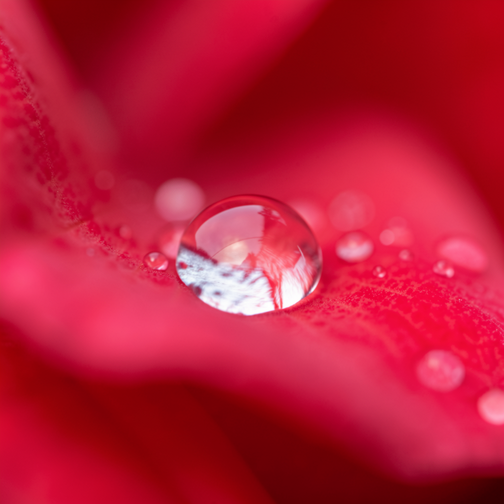 A close-up macro shot of a single dewdrop on a rose petal, s