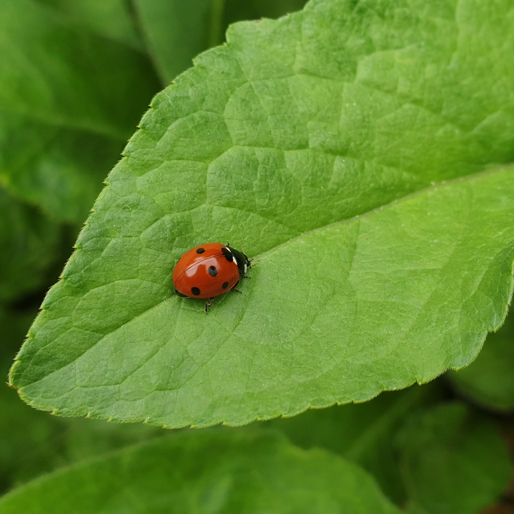 A ladybug sitting on a large green leaf, shown at realistic 